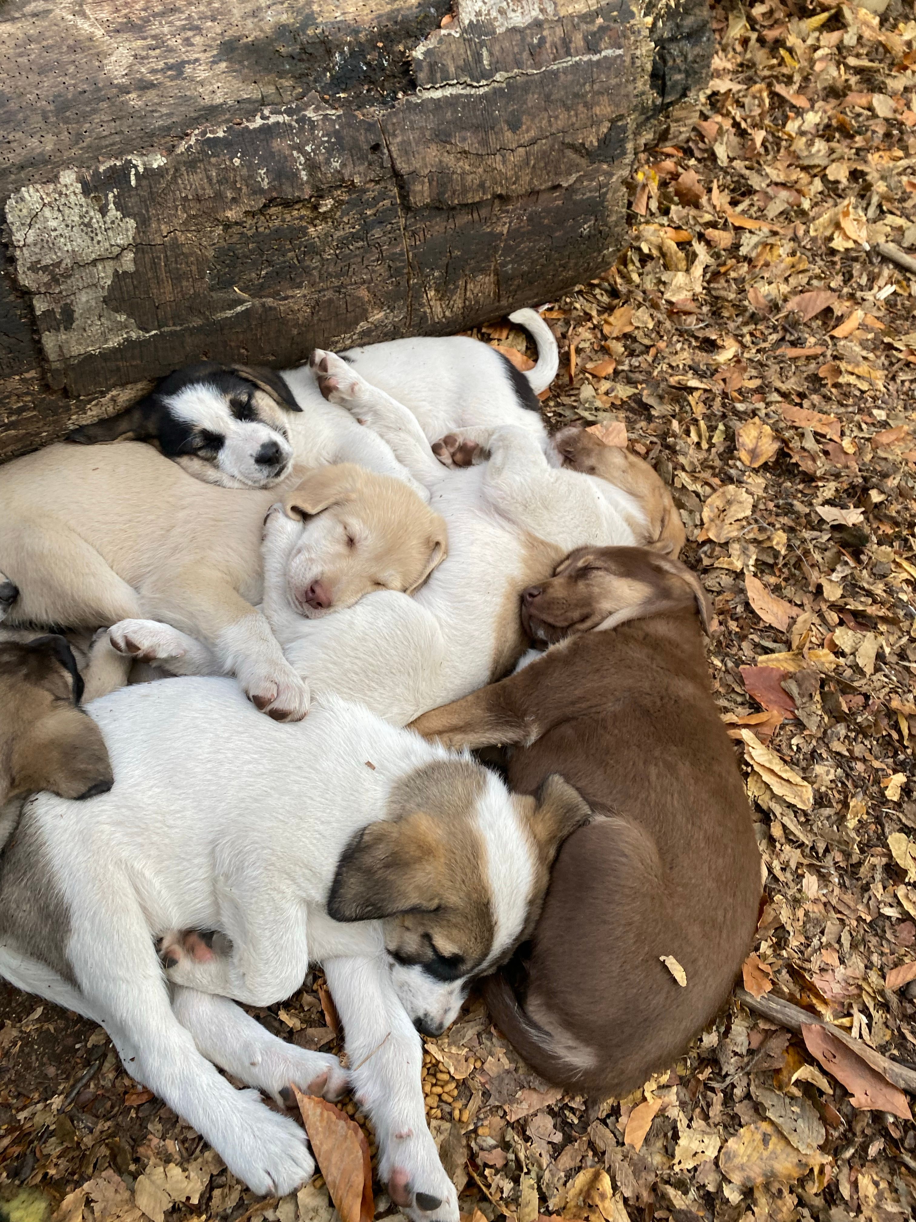 Dog Sellers Near Me In Alberta: Responsible Buying Guide for Canadian Families