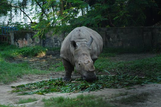 A majestic rhinoceros enjoys fresh green foliage in a peaceful outdoor habitat.