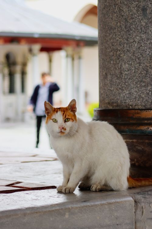 Free Orange and white cat near architectural column with a blurred person in the background. Stock Photo