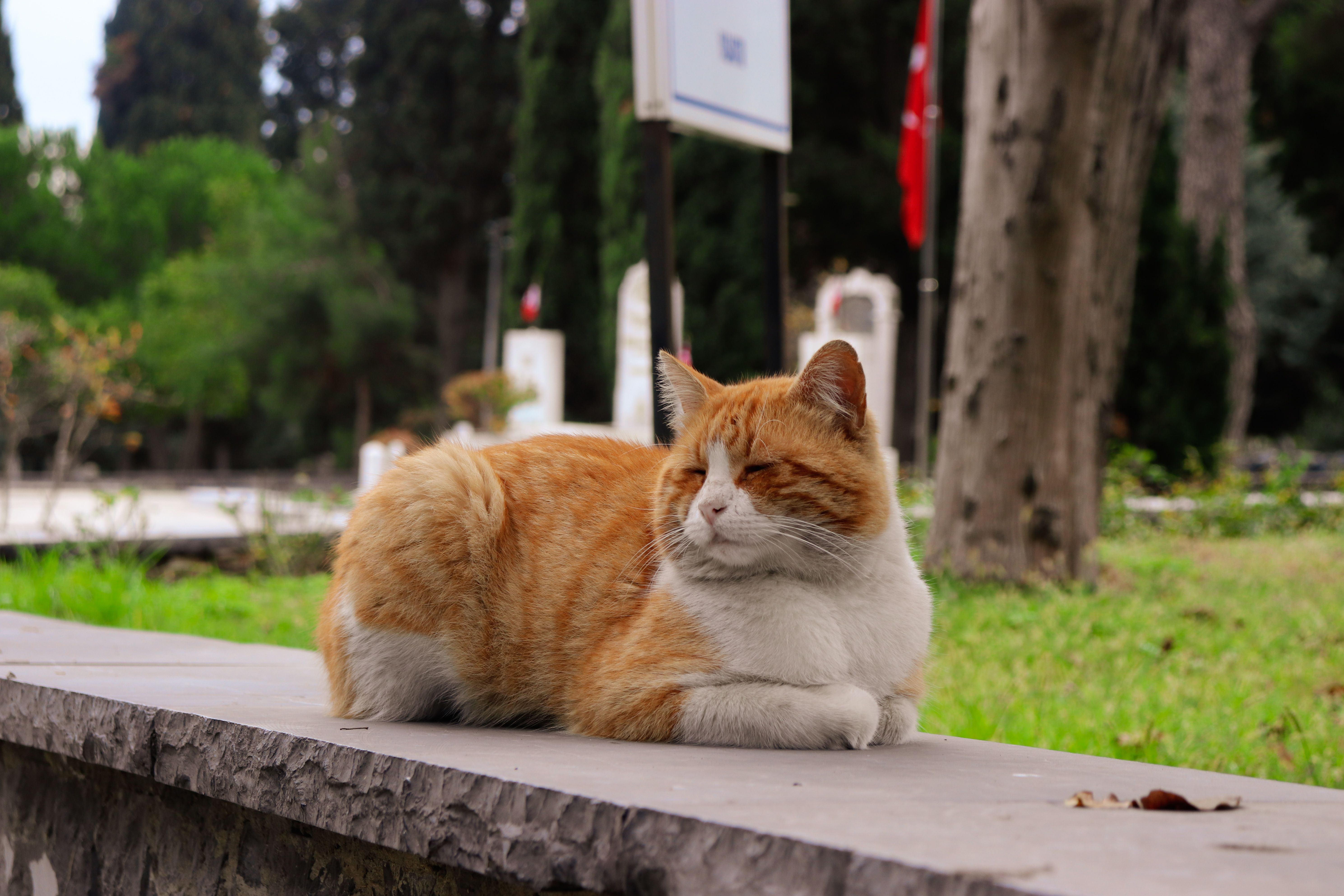 Ginger Cat Relaxing on Stone Ledge Outdoors · Free Stock Photo