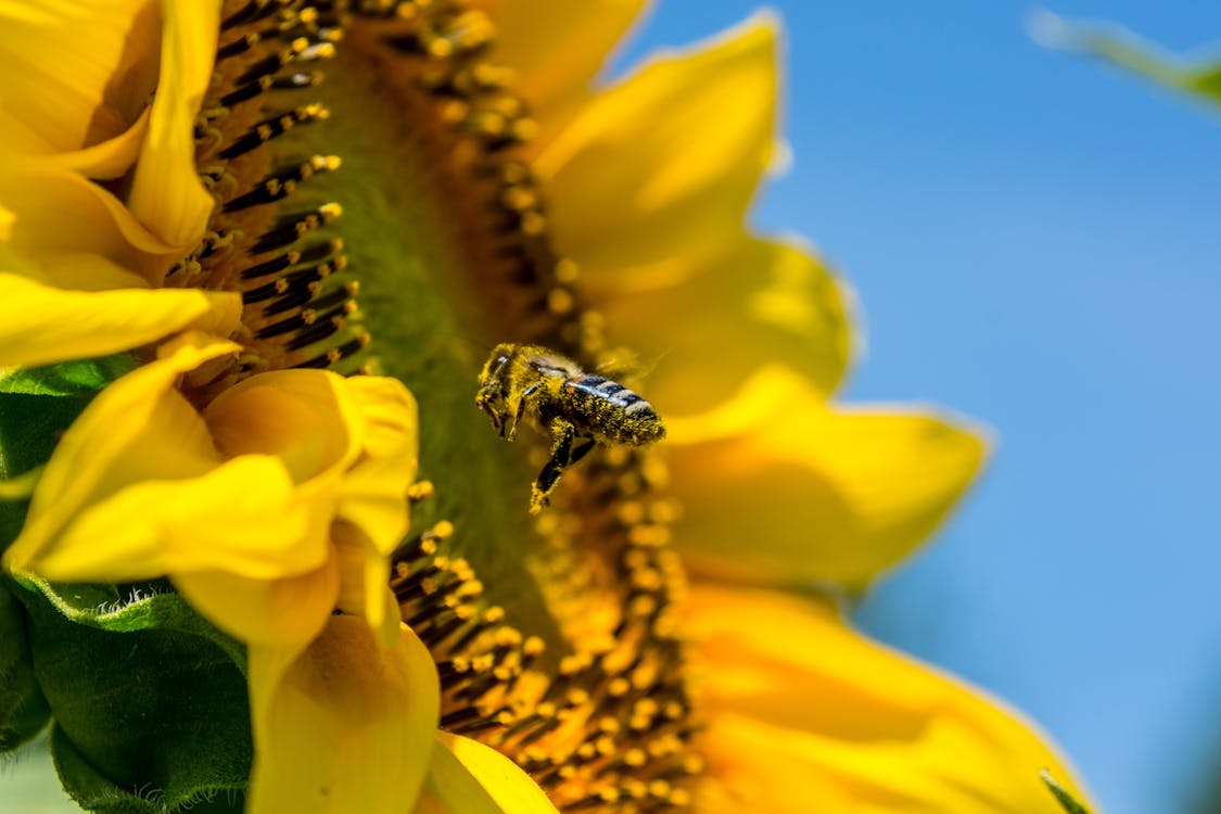 免费 蜜蜂飞近黄色花的宏观照片 素材图片