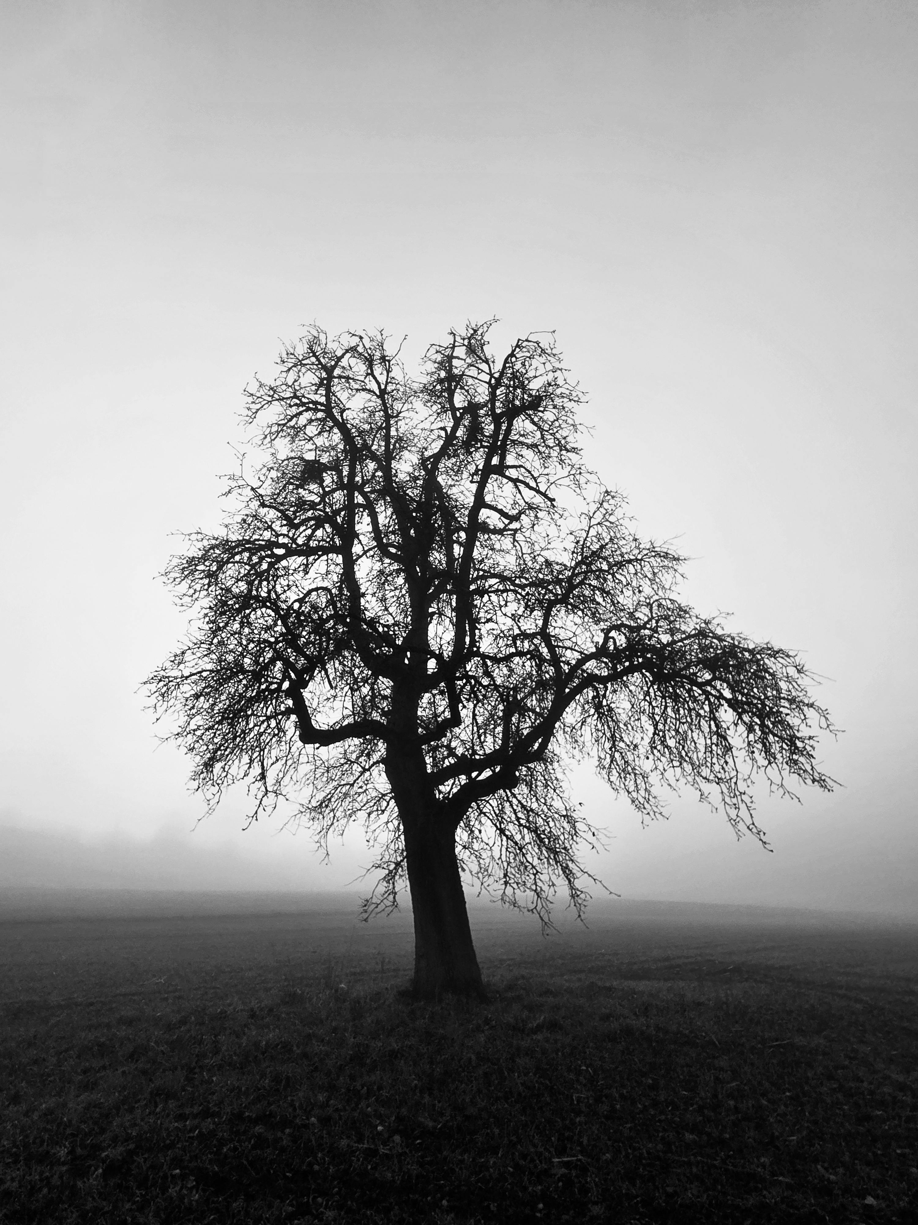 Silhouette of a lone tree on a foggy field, creating a mystical and serene atmosphere.