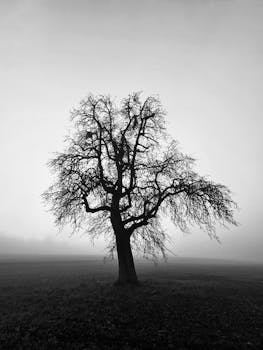 Silhouette of a lone tree on a foggy field, creating a mystical and serene atmosphere.