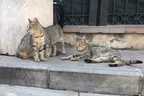 Δωρεάν στοκ φωτογραφιών με αιλουροειδές, γάτες, ζώο