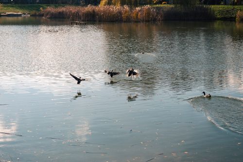 Free A peaceful scene of ducks flying over a tranquil lake in Lviv, Ukraine, captured on a sunny day. Stock Photo
