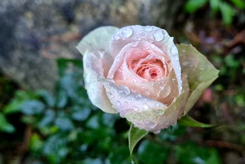 Free A delicate pink rose with dew drops captured in a garden setting. Stock Photo