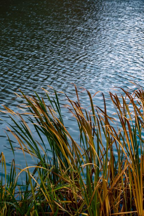 Free Serene view of reeds by the water's edge in Lviv, creating a peaceful and calming atmosphere. Stock Photo