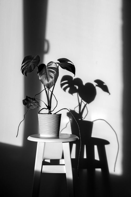 Free Black and white image of a Monstera plant on a stool casting an artistic shadow on a sunlit wall. Stock Photo