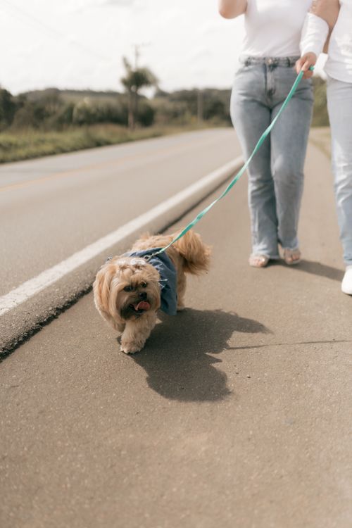 Free Two adults walking a cute dog wearing a denim jacket along a sunny rural road. Stock Photo
