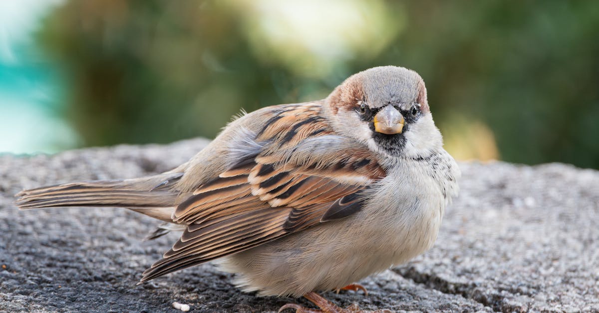 國際:習近平發動稀土戰後 中國APEC地位劇跌犯下重大錯誤