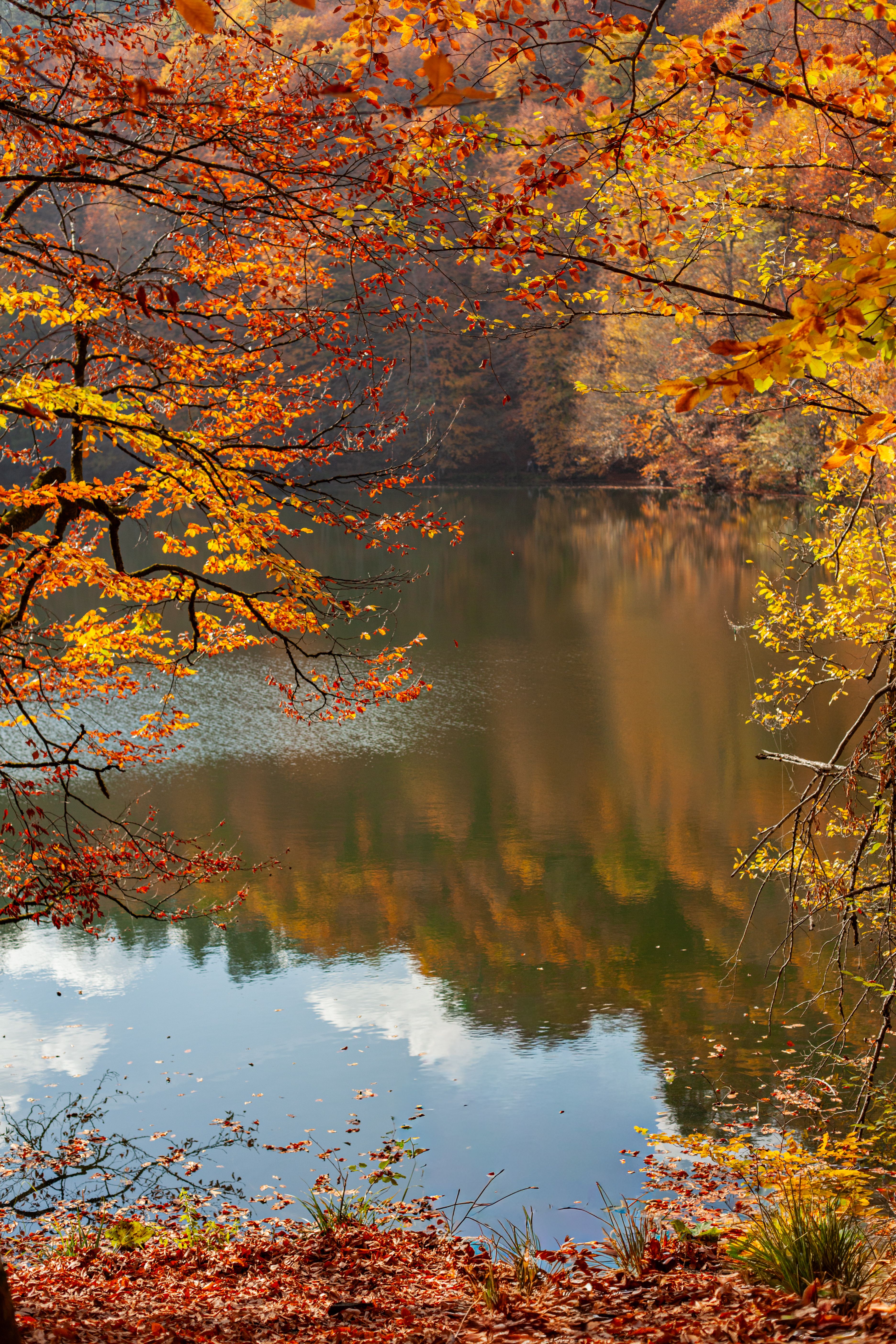 Serene Autumn Lake Surrounded by Colorful Foliage · Free Stock Photo