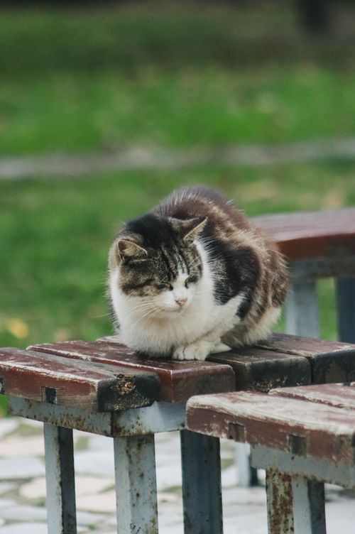 Free Feral cat resting peacefully on a weathered park bench in an outdoor setting, conveying tranquility. Stock Photo