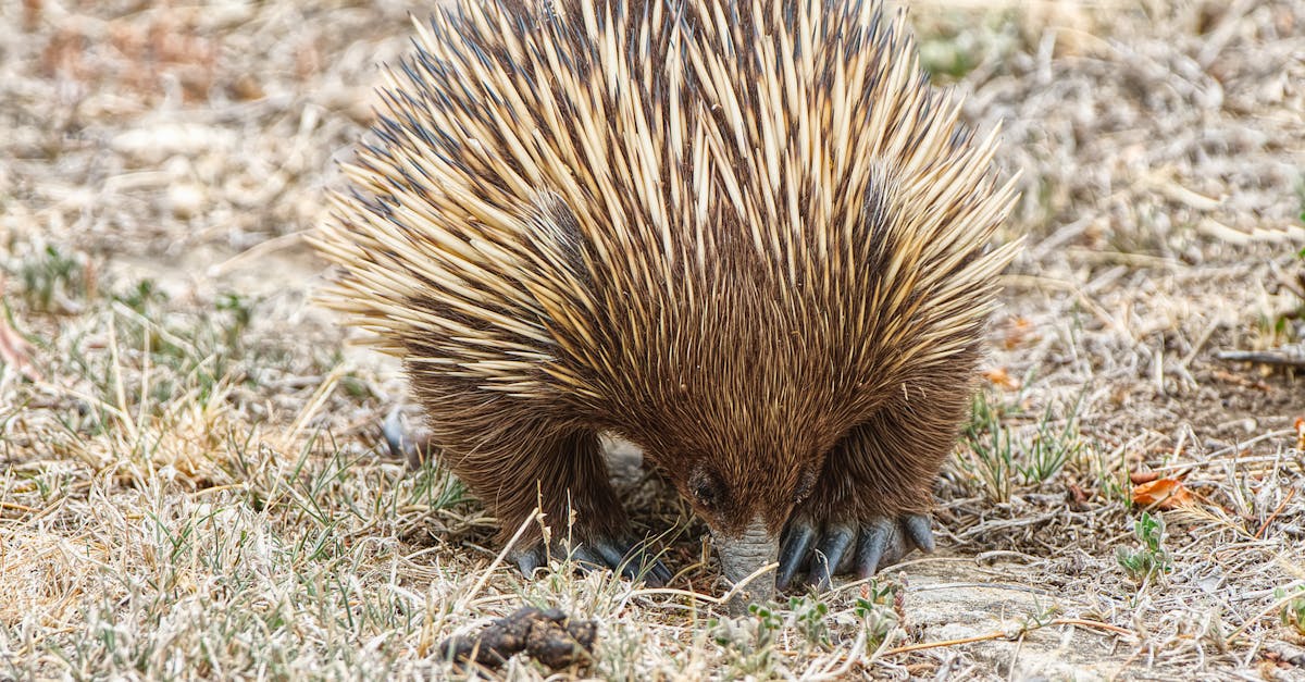 國際:習近平發動稀土戰後 中國APEC地位劇跌犯下重大錯誤