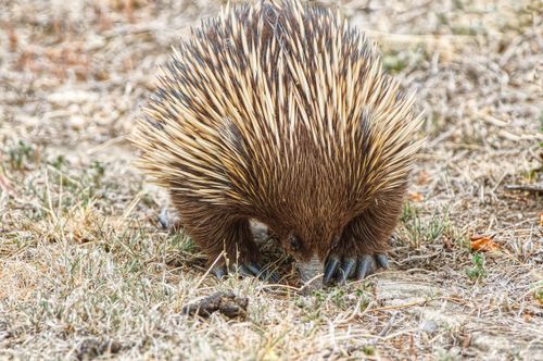 Free Close-up of an echidna foraging in arid terrain, showcasing its spines and snout in detail. Stock Photo