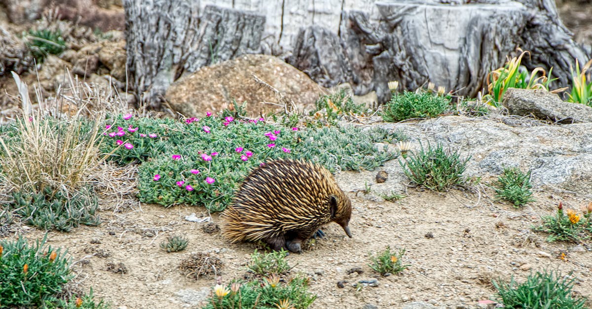國際:習近平發動稀土戰後 中國APEC地位劇跌犯下重大錯誤