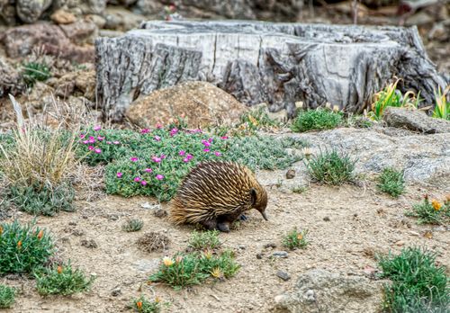 Free Echidna exploring a rocky garden with shrubs and flowers, showcasing unique wildlife behavior. Stock Photo