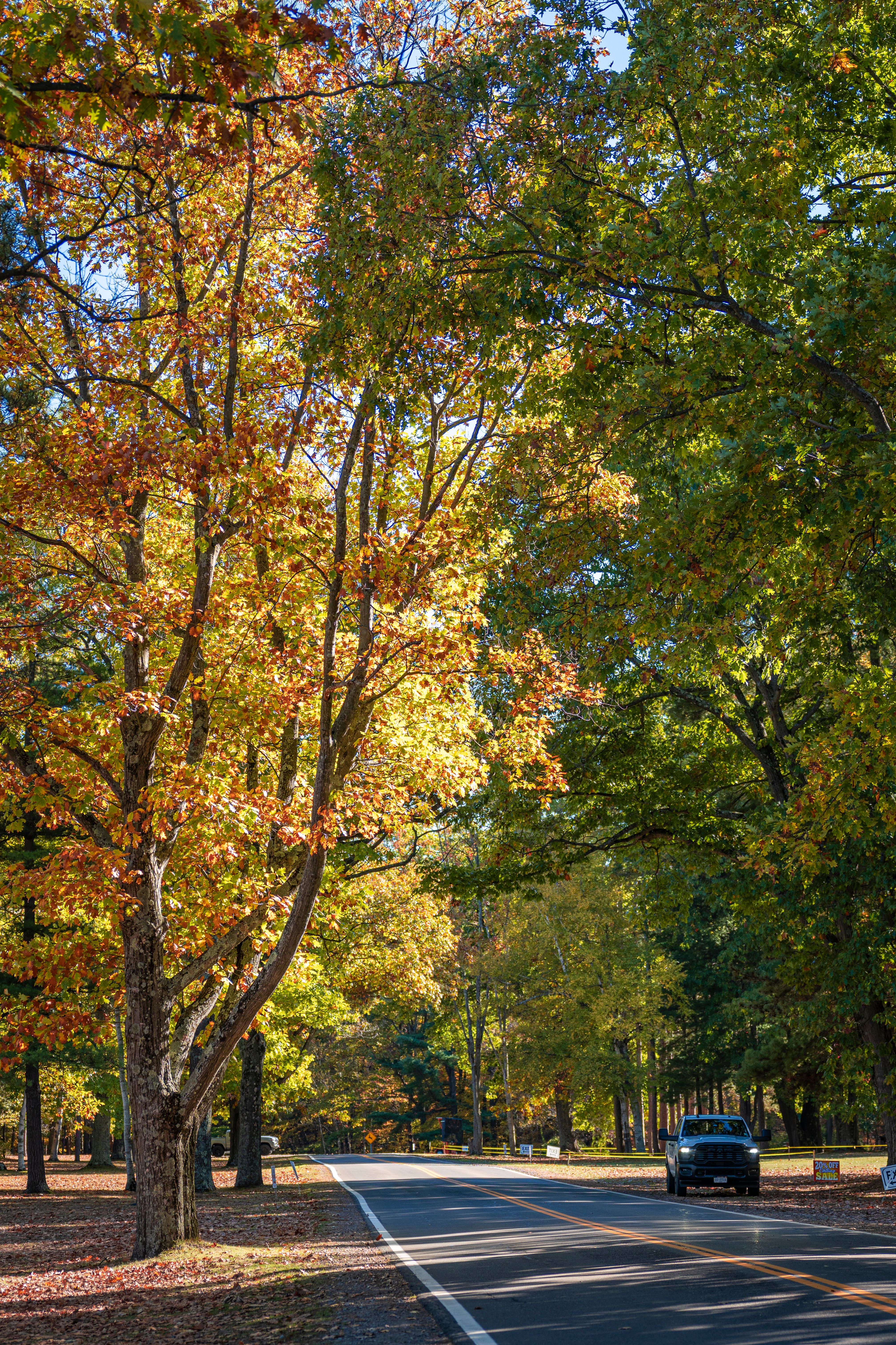 Scenic Autumn Drive Through Forested Roadway · Free Stock Photo