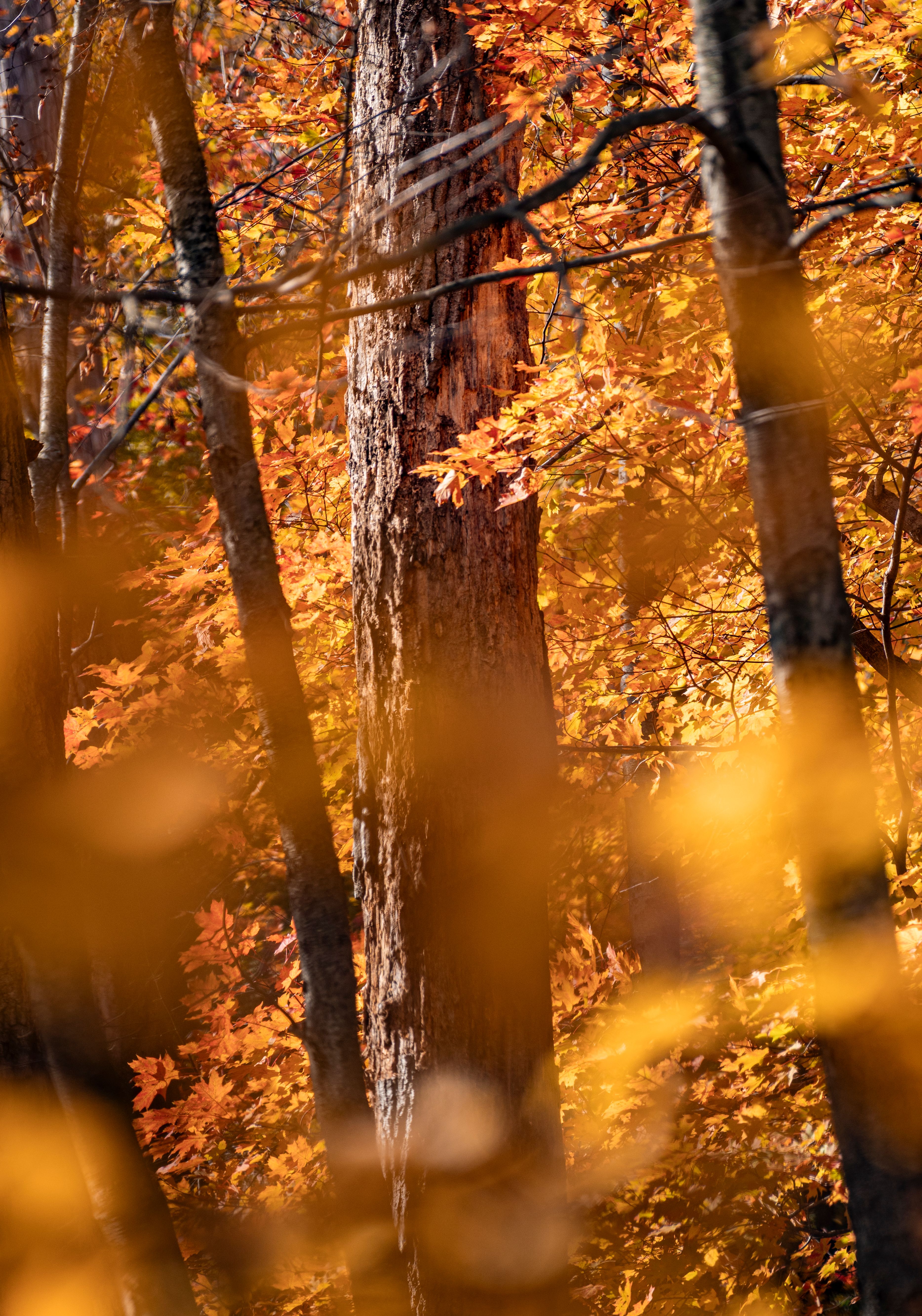 Vibrant Fall Forest with Orange Autumn Leaves · Free Stock Photo