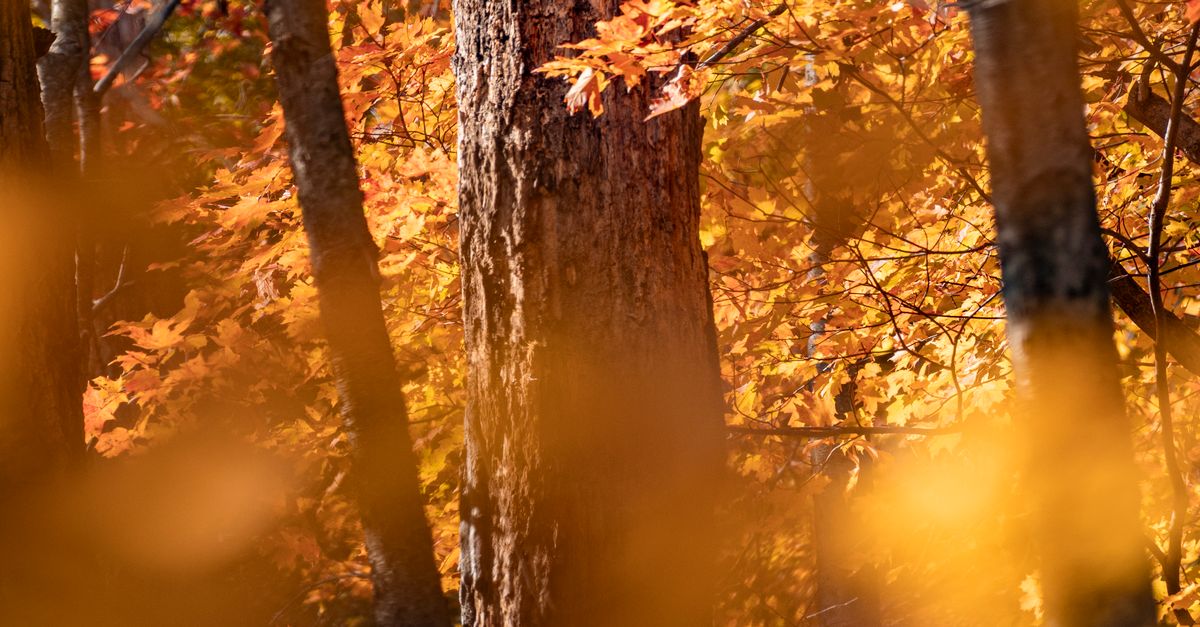 Fall Backfronad Vibrant Fall Forest with Orange Autumn Leaves · Free Stock Photo