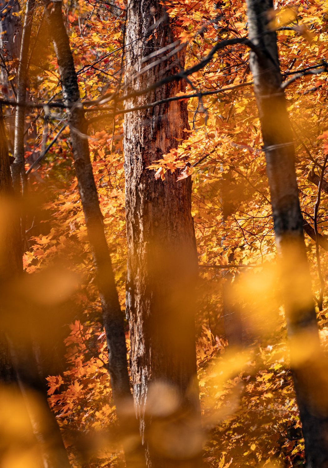 Fall Backfronad Vibrant Fall Forest with Orange Autumn Leaves · Free Stock Photo