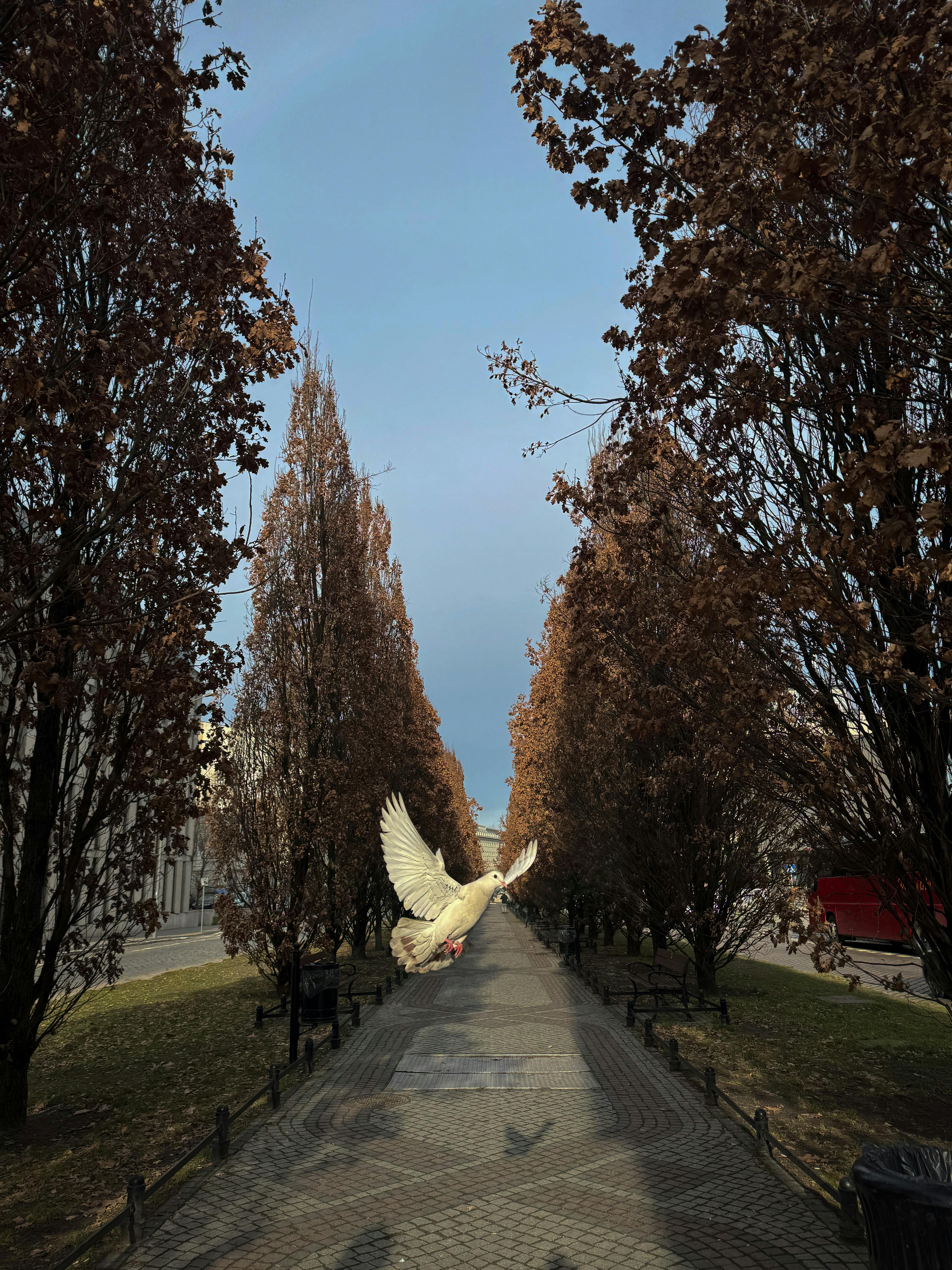 A peaceful dove flies along a path lined with tall trees in late fall.