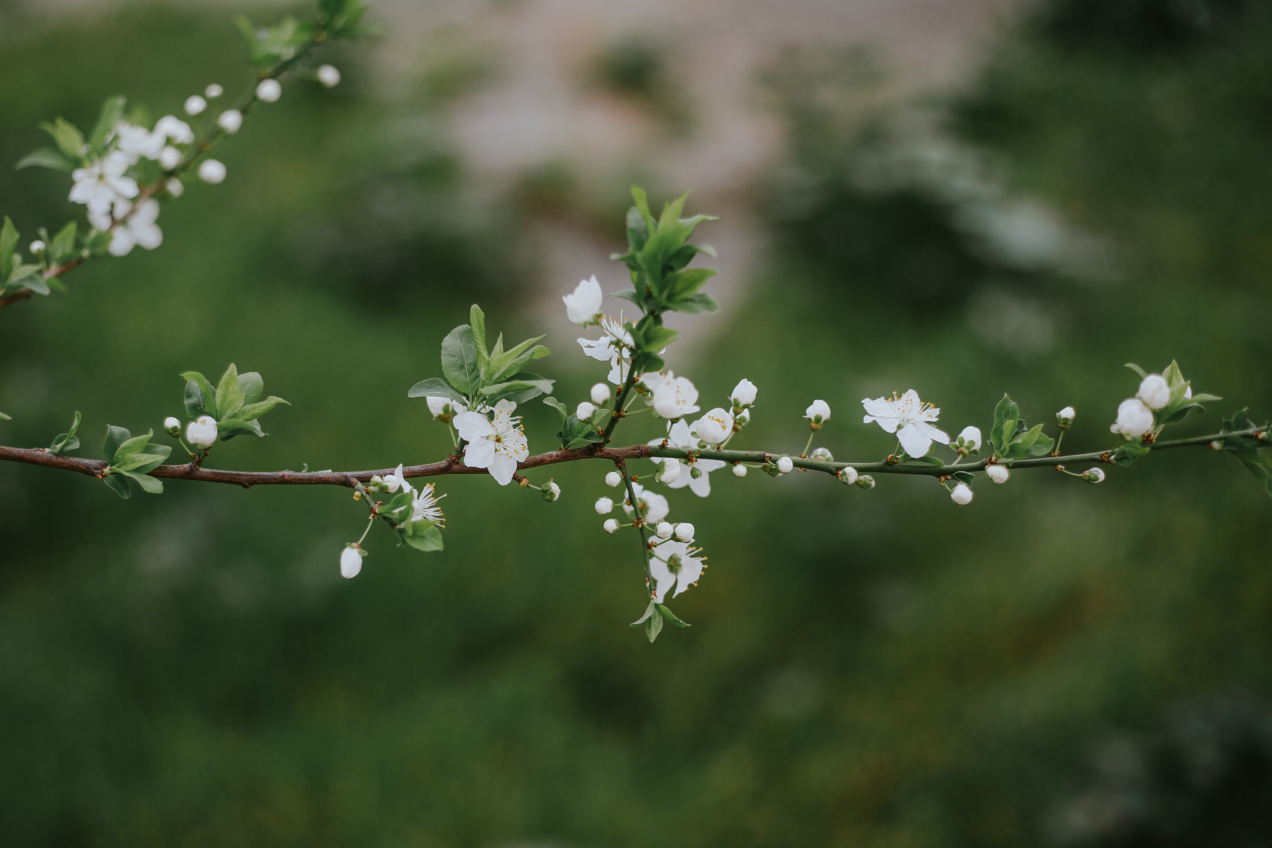 Delicate White Blossoms on a Spring Branch · Free Stock Photo