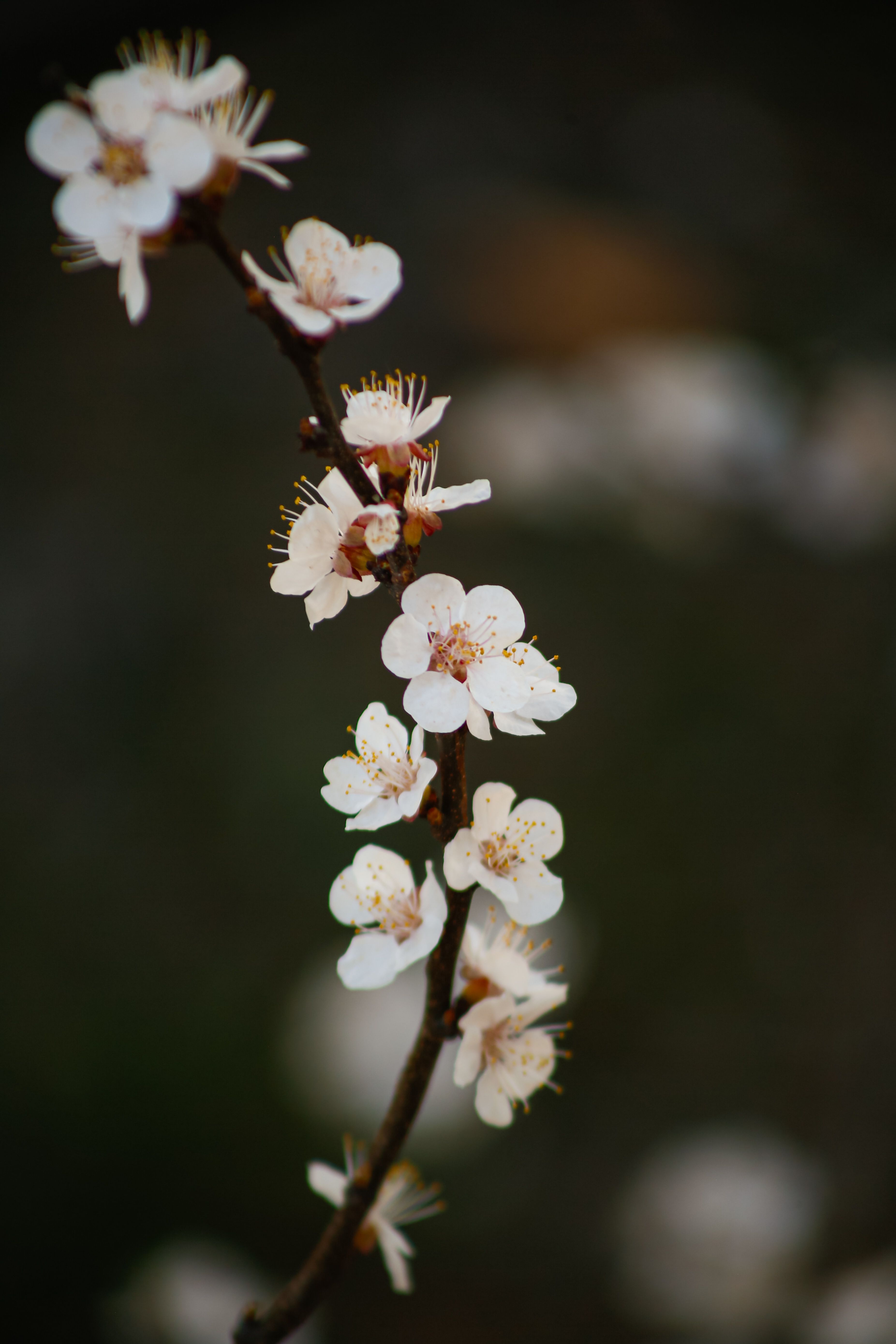 Close-up of Cherry Blossoms on Branch · Free Stock Photo