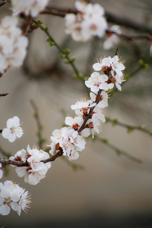 Free Detailed shot of cherry blossoms on a branch with blurred background, showcasing spring beauty. Stock Photo
