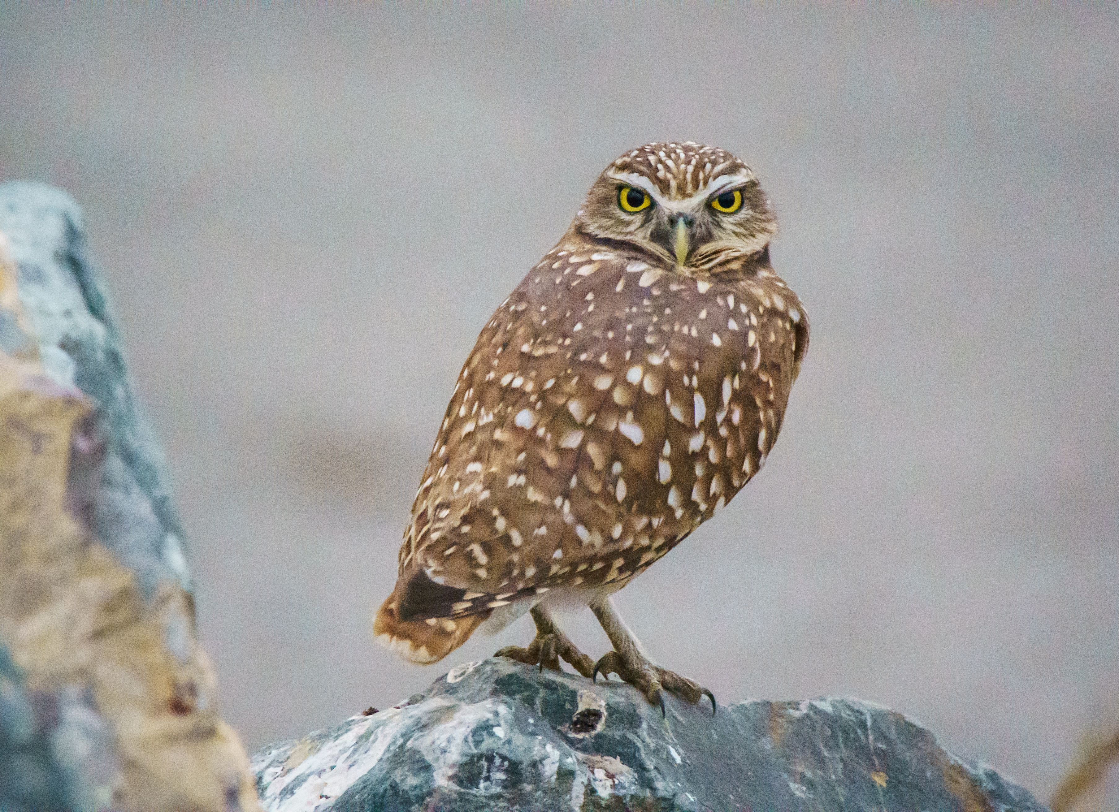 Burrowing Owl on Rock in Natural Habitat · Free Stock Photo