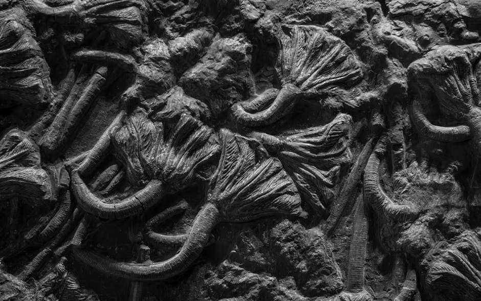 Details of the Discovery