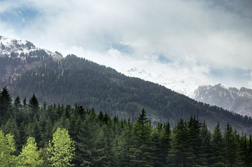Free Captivating view of evergreen forests with snowy mountain peaks in the background. Stock Photo