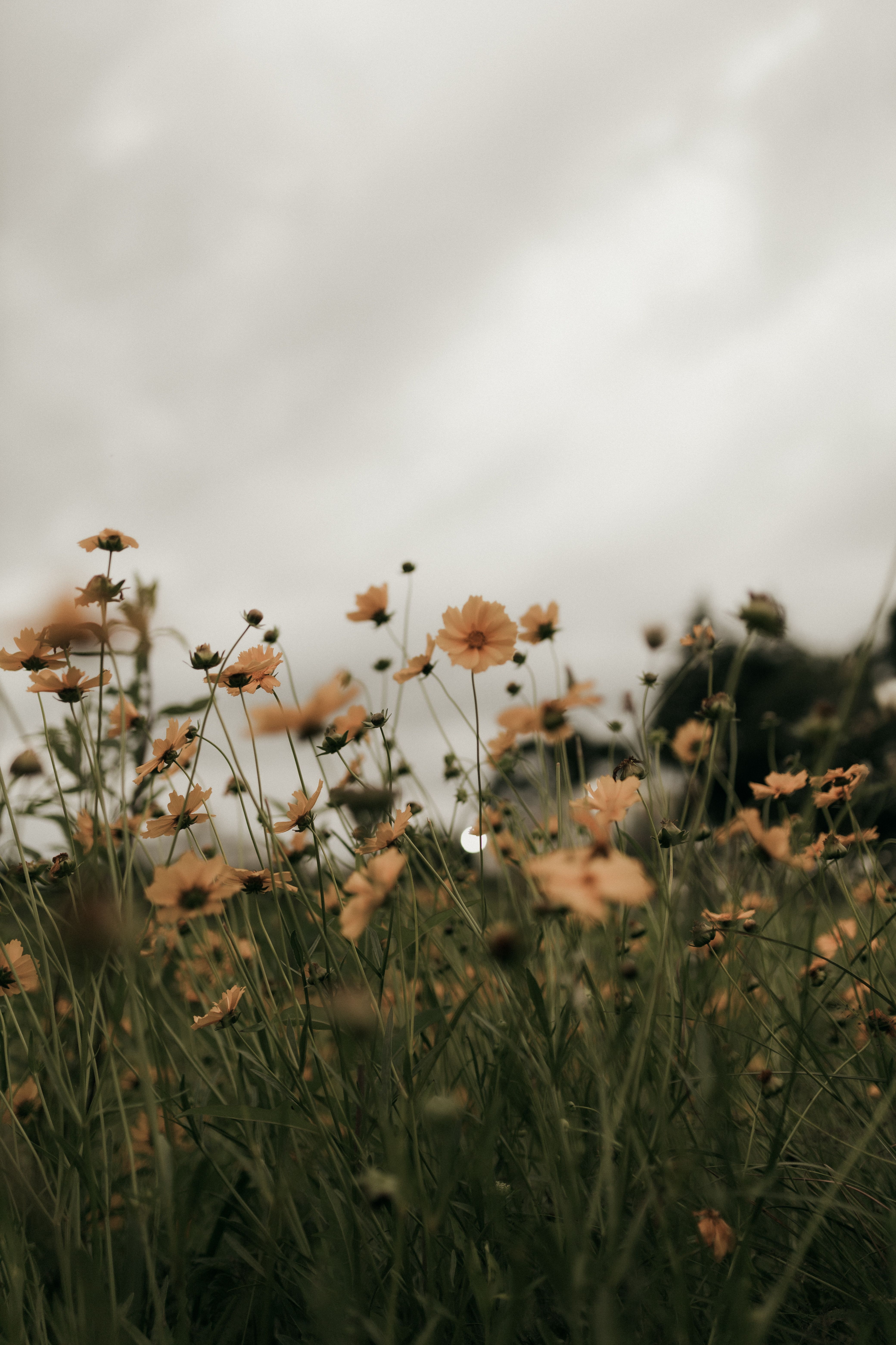 Yellow wildflowers bloom under a cloudy sky, creating a tranquil and moody meadow scene.