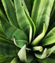 Close-up of a Vibrant Agave Plant Succulent
