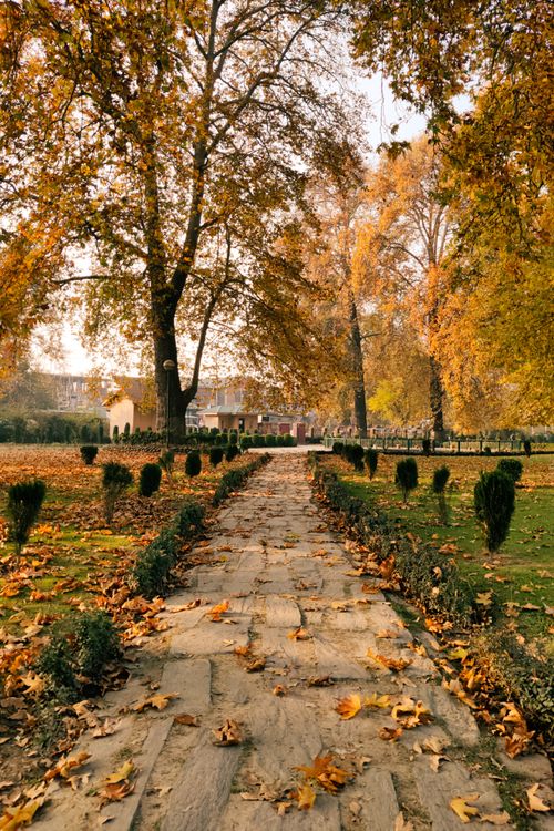 Free Beautiful autumn view of a scenic pathway through trees in Kashmir, India. Stock Photo