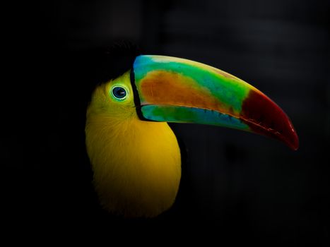 Close-up of a vivid keel-billed toucan showcasing its colorful beak against a black background.