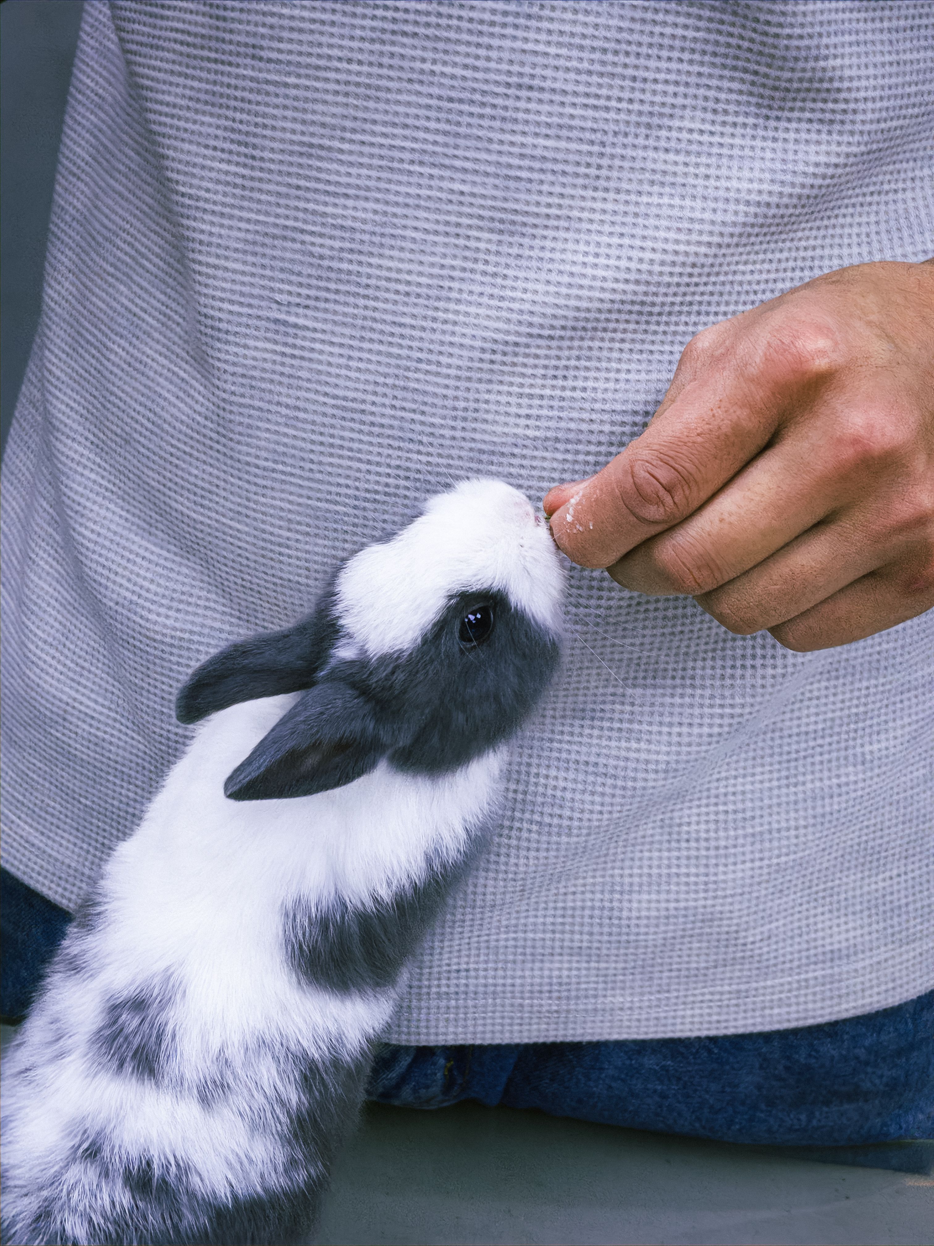 Adorable Rabbit Nibbling on Human Hand · Free Stock Photo