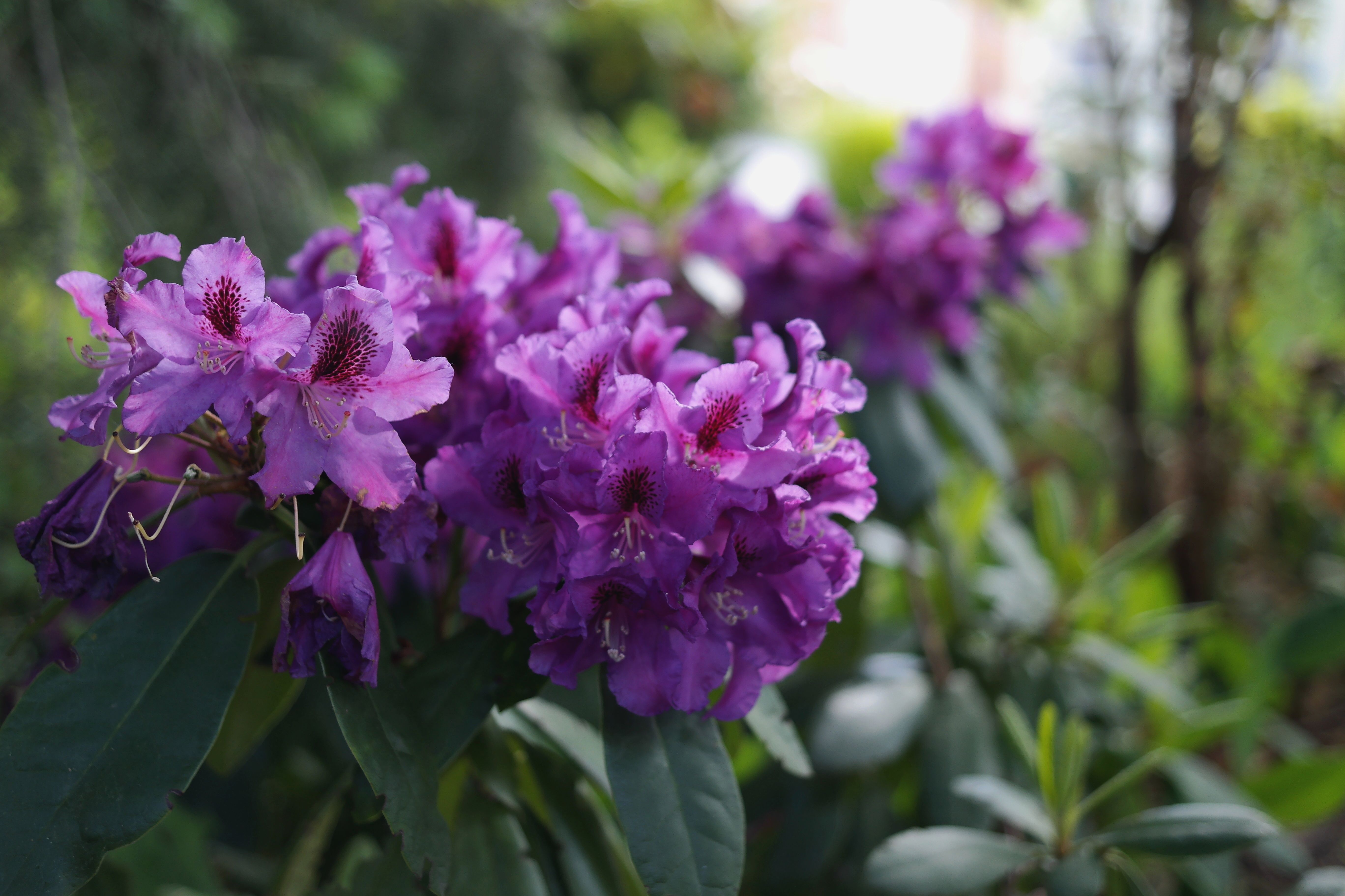 6.000+ Lila Rhododendron Bilder und Fotos  Kostenlos Downloaden  Pexels  Stock-Fotos