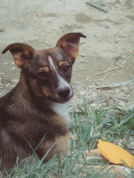 dog photo