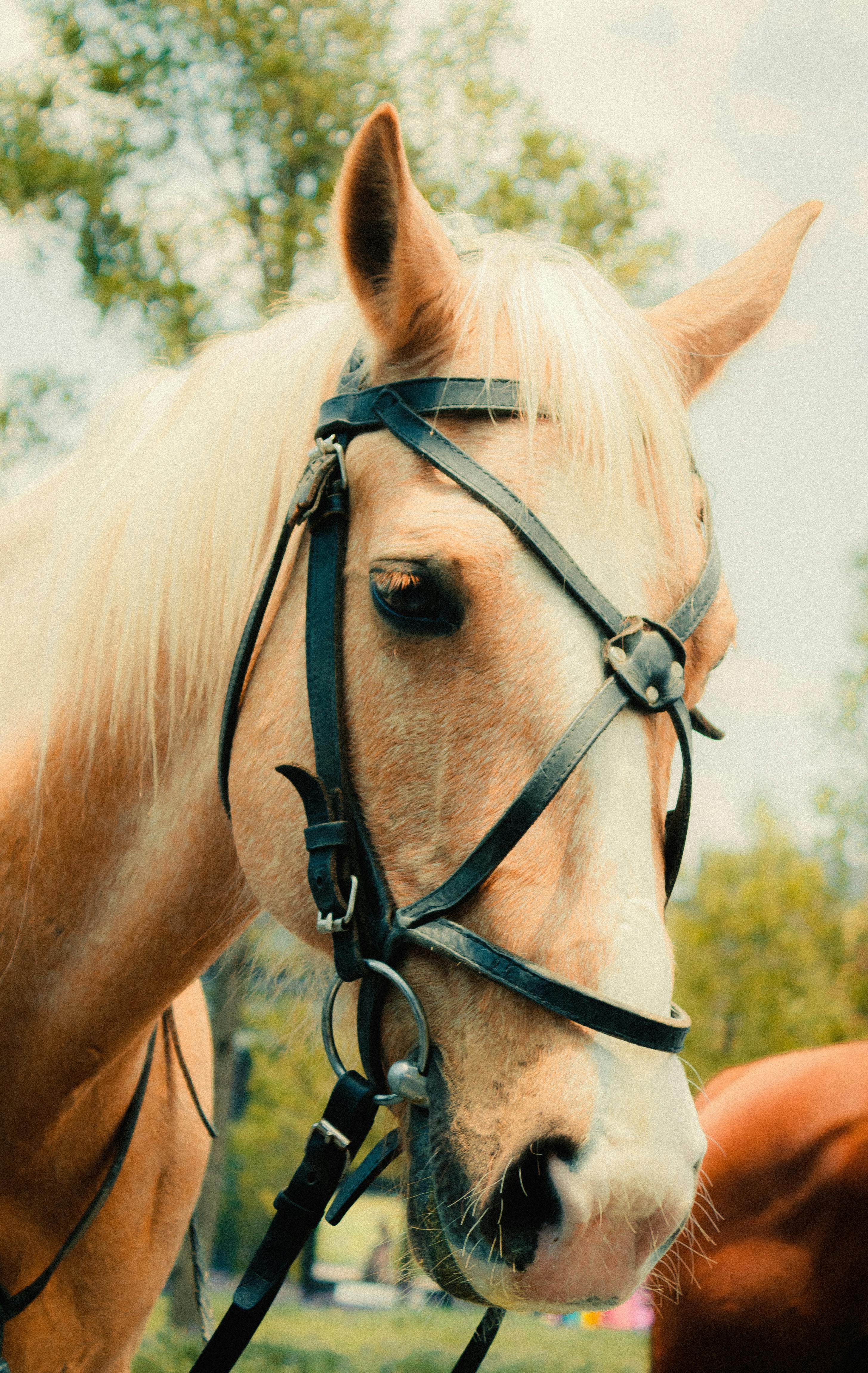 Palomino Photos, Download The BEST Free Palomino Stock Photos & HD
