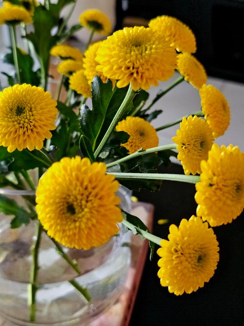 Free Bright yellow chrysanthemums arranged in a clear glass vase, showcasing vivid colors and natural beauty. Stock Photo
