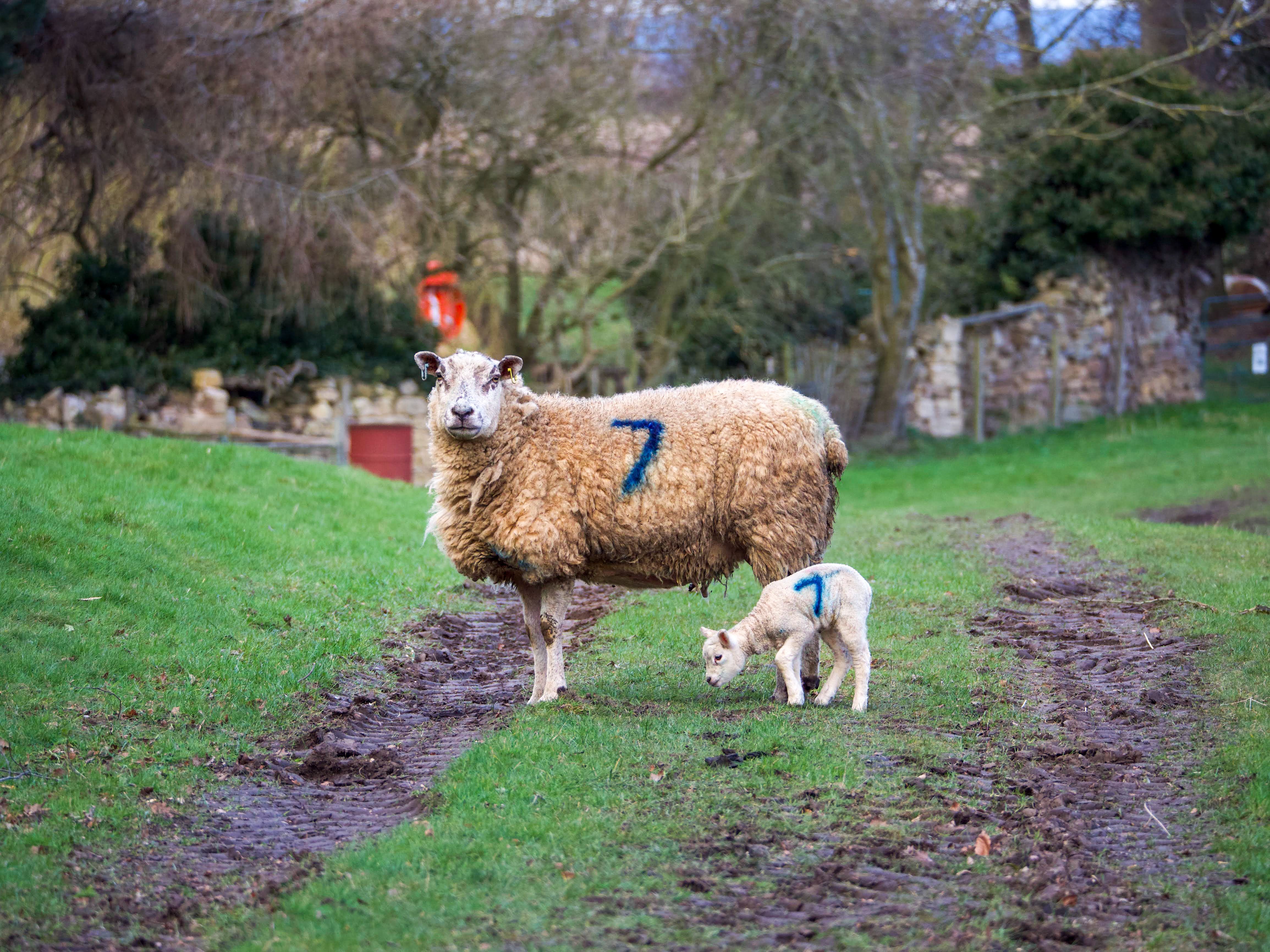 Sheep and Lamb on a Country Path in England · Free Stock Photo