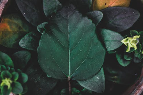 Fotobanka s bezplatnými fotkami na tému list, rastlina, zelená