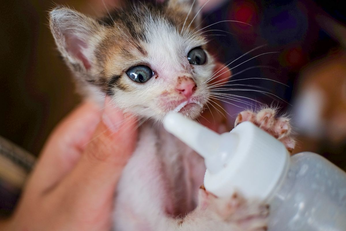 Nourrir un chaton orphelin au biberon - Maîtriser la technique du biberonnage en toute sécurité