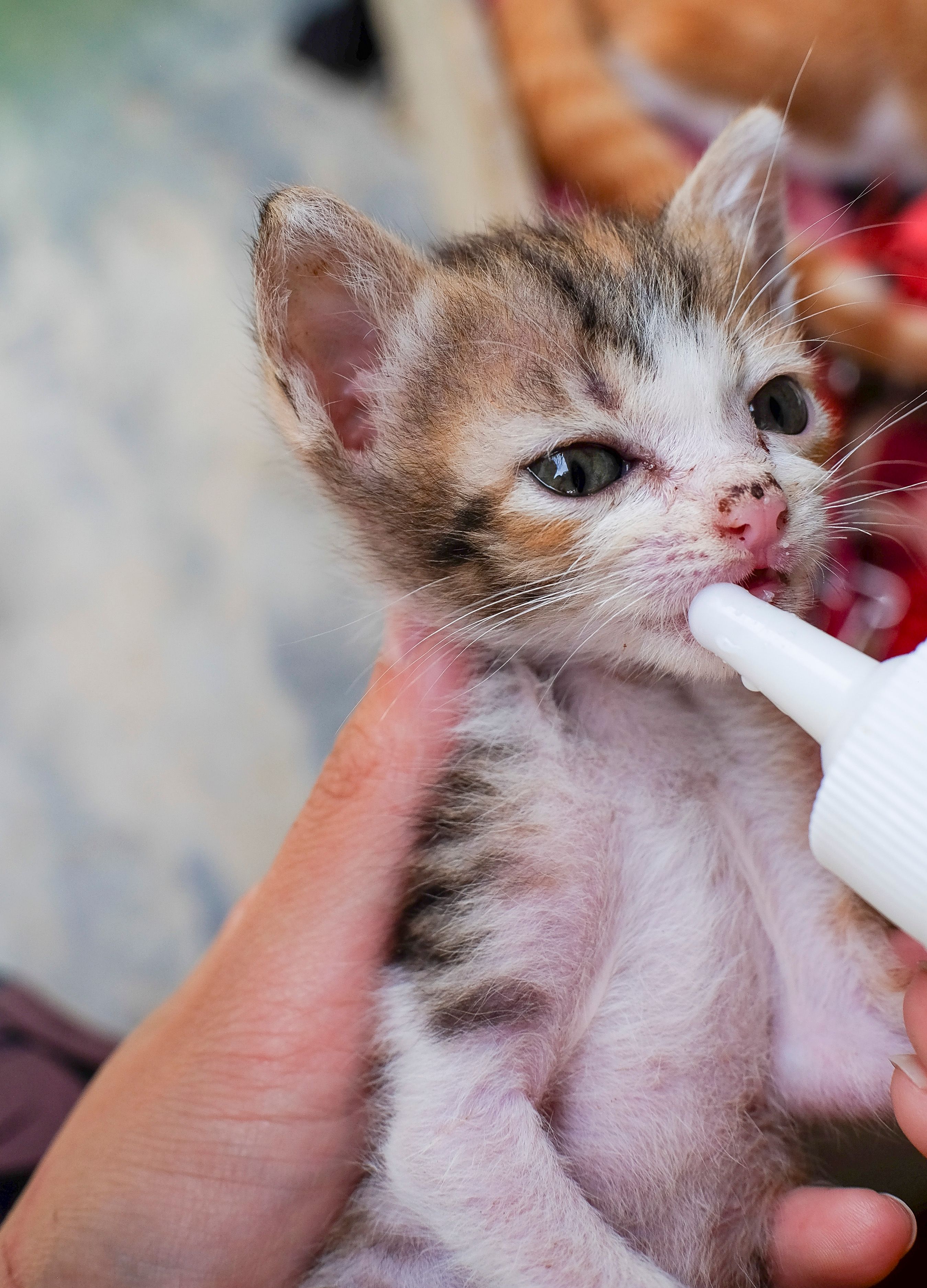 Foster bottle-feeding a kitten