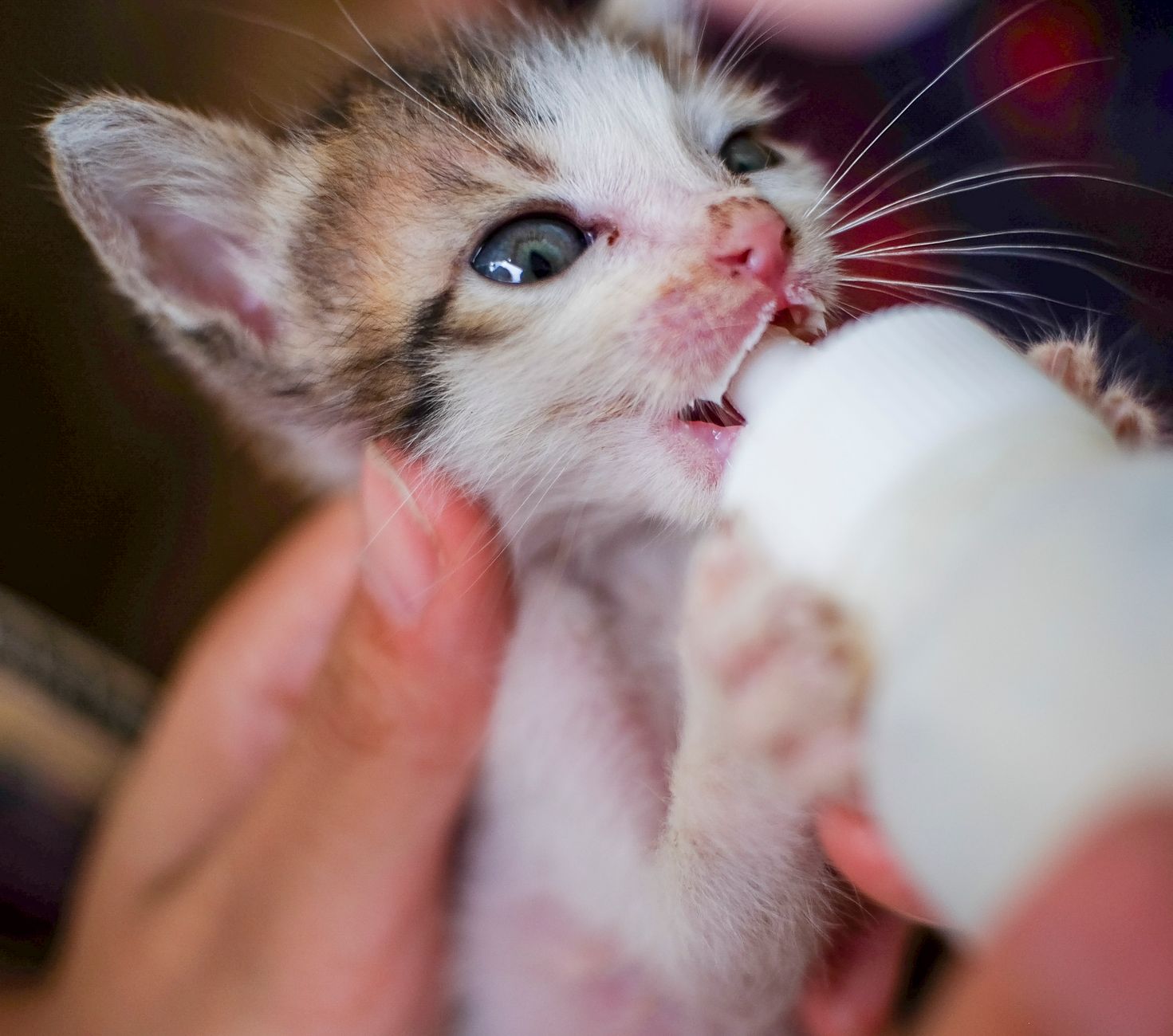 Veterinary care for a cat