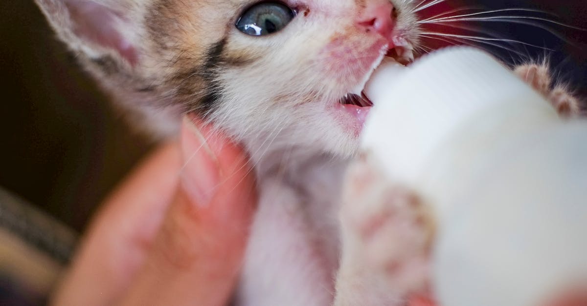 生活:彰化消防隊赴日觀摩 學習日本救護專業經驗提升救災能力