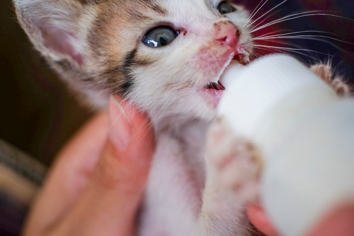lait pour le chat - Les différents types de lait pour chats : comparatif
