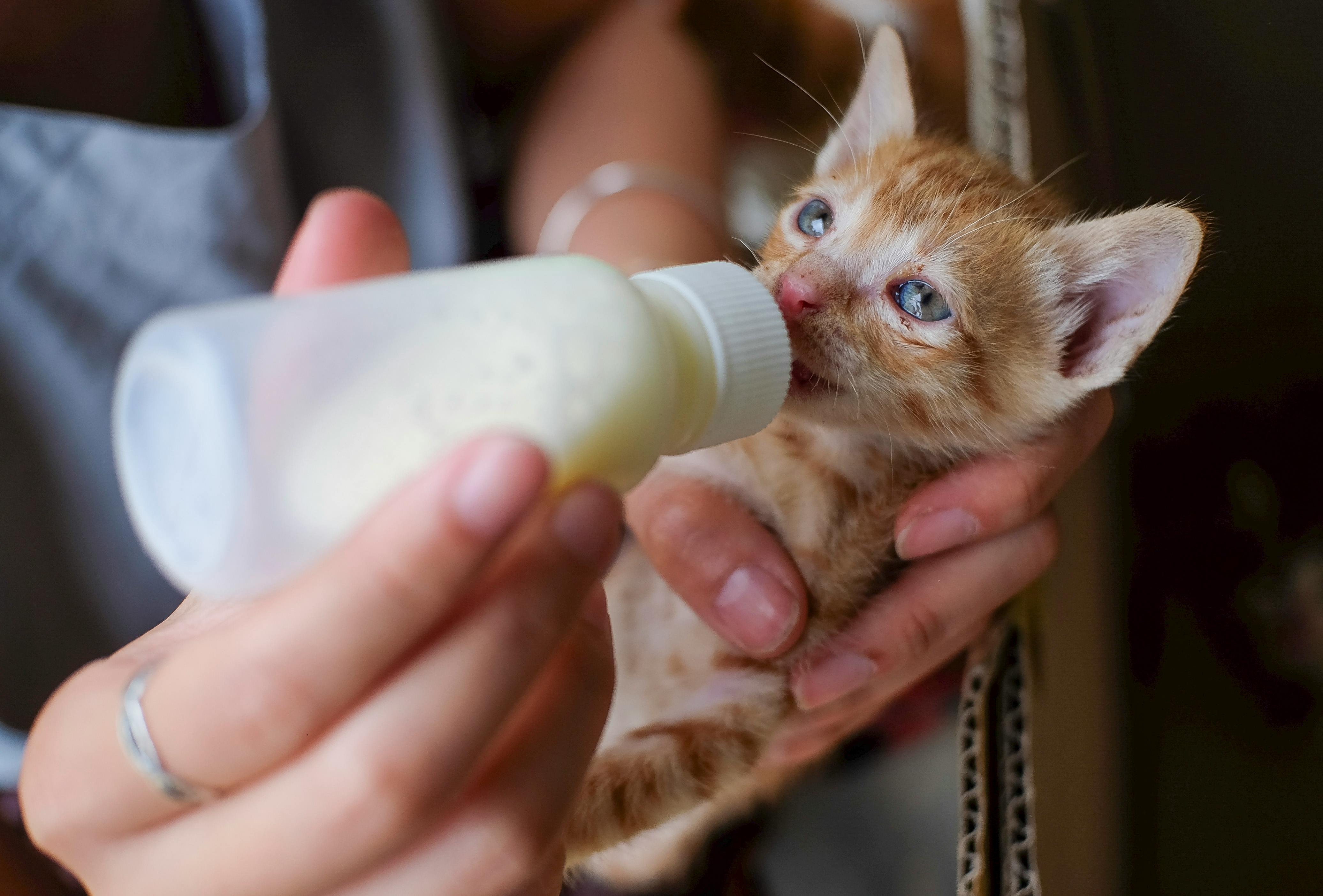 A tiny ginger kitten being lovingly bottle-fed in a person's hands, showcasing care and affection.