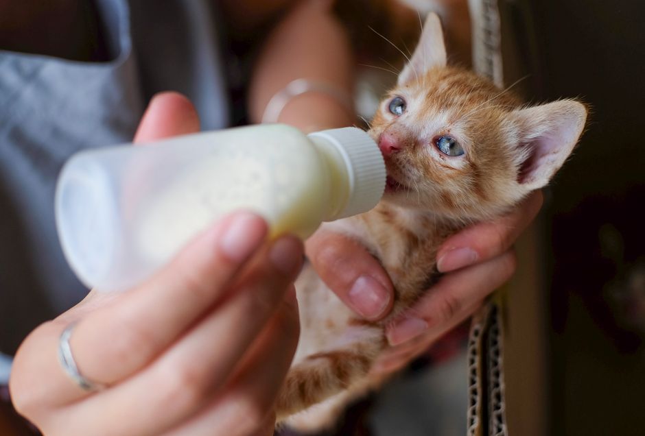 Securing Pet Insurance for Ongoing Physiotherapy UK 2026