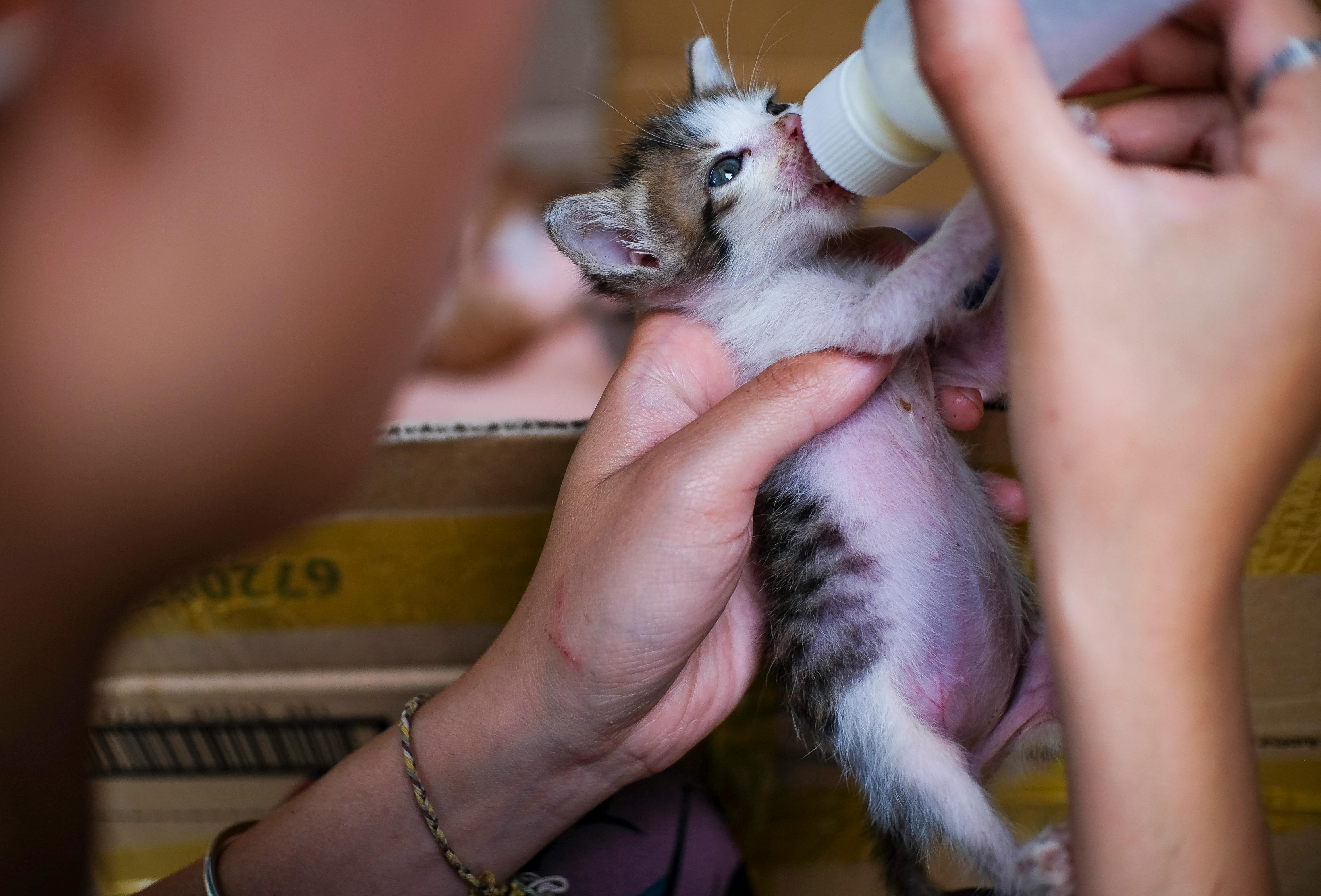 Animal Care Services Offers Pet Safety Tips for Easter — Photo by DUONG QUÁCH on Pexels